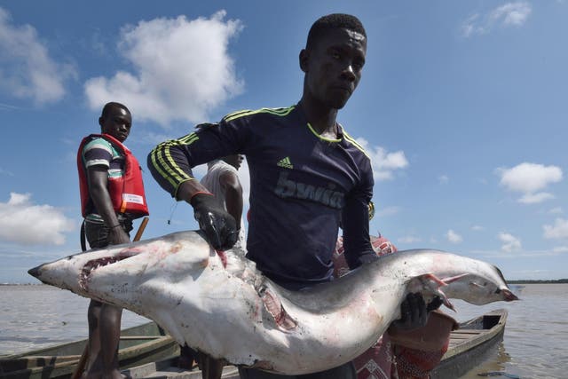 A man carries a finned shark in the Ebrie lagoon fishing harbour in Abobo Doume, Abidjan, Ivory Coast 29 September 2016