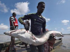 A quarter of shark species are under threat, experts warn