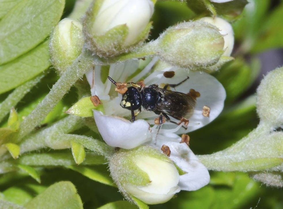 The yellow-faced bee is Hawaii's only native bee and pollinates many indigenous plants on the island