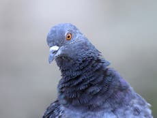 Indian police seize 150 'spy' pigeons
