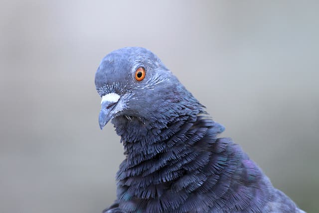 It is not the first time India has investigated pigeons thought to be from Pakistan