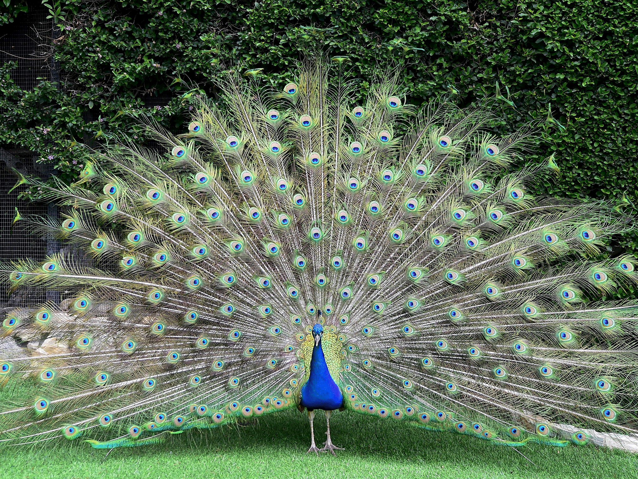 Peacock f