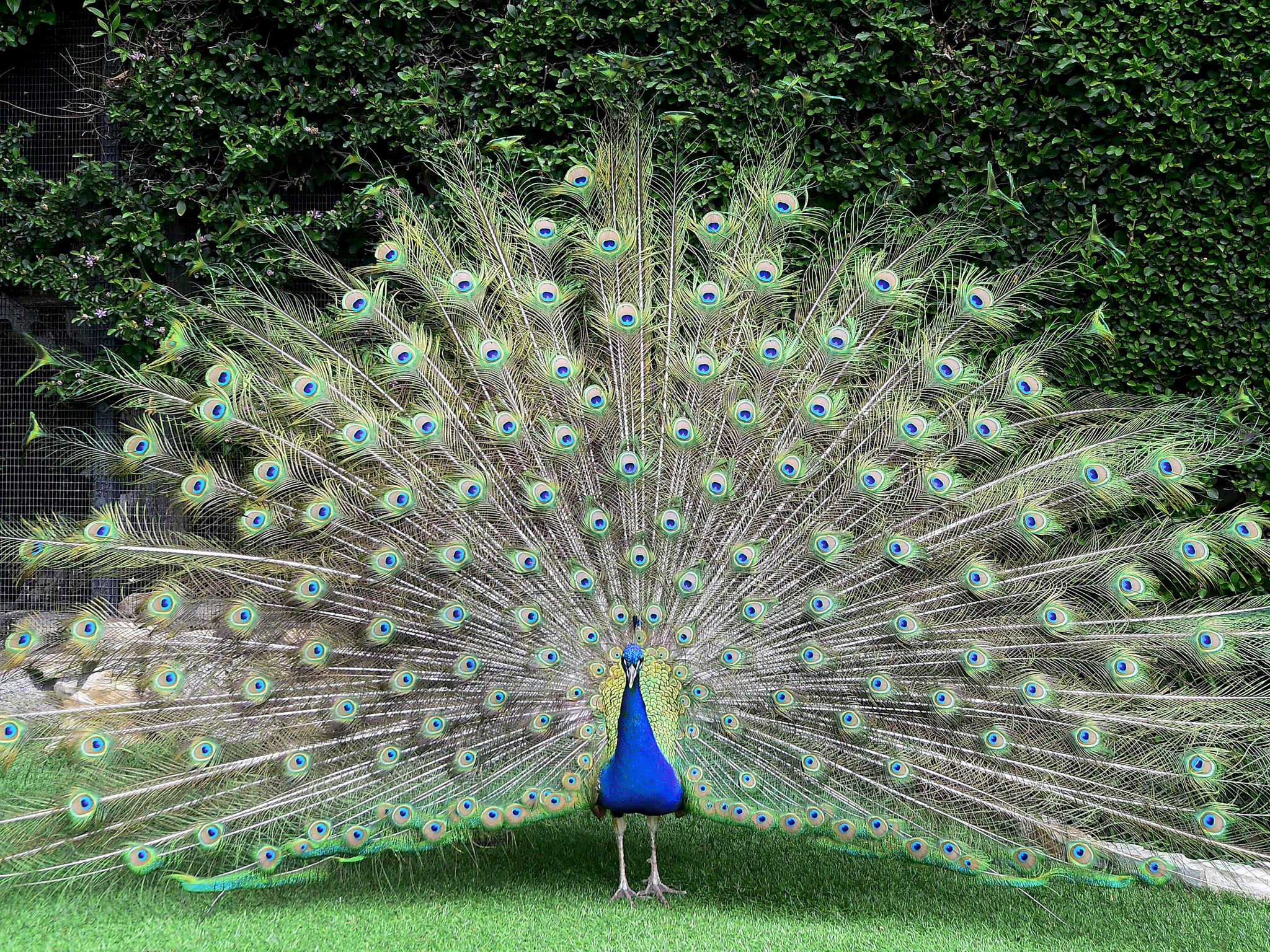 Entire village hunting for killer of favourite peacock The