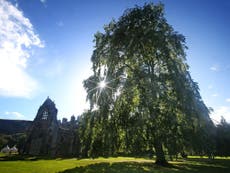 'Extinct' species of tree found in Queen's garden