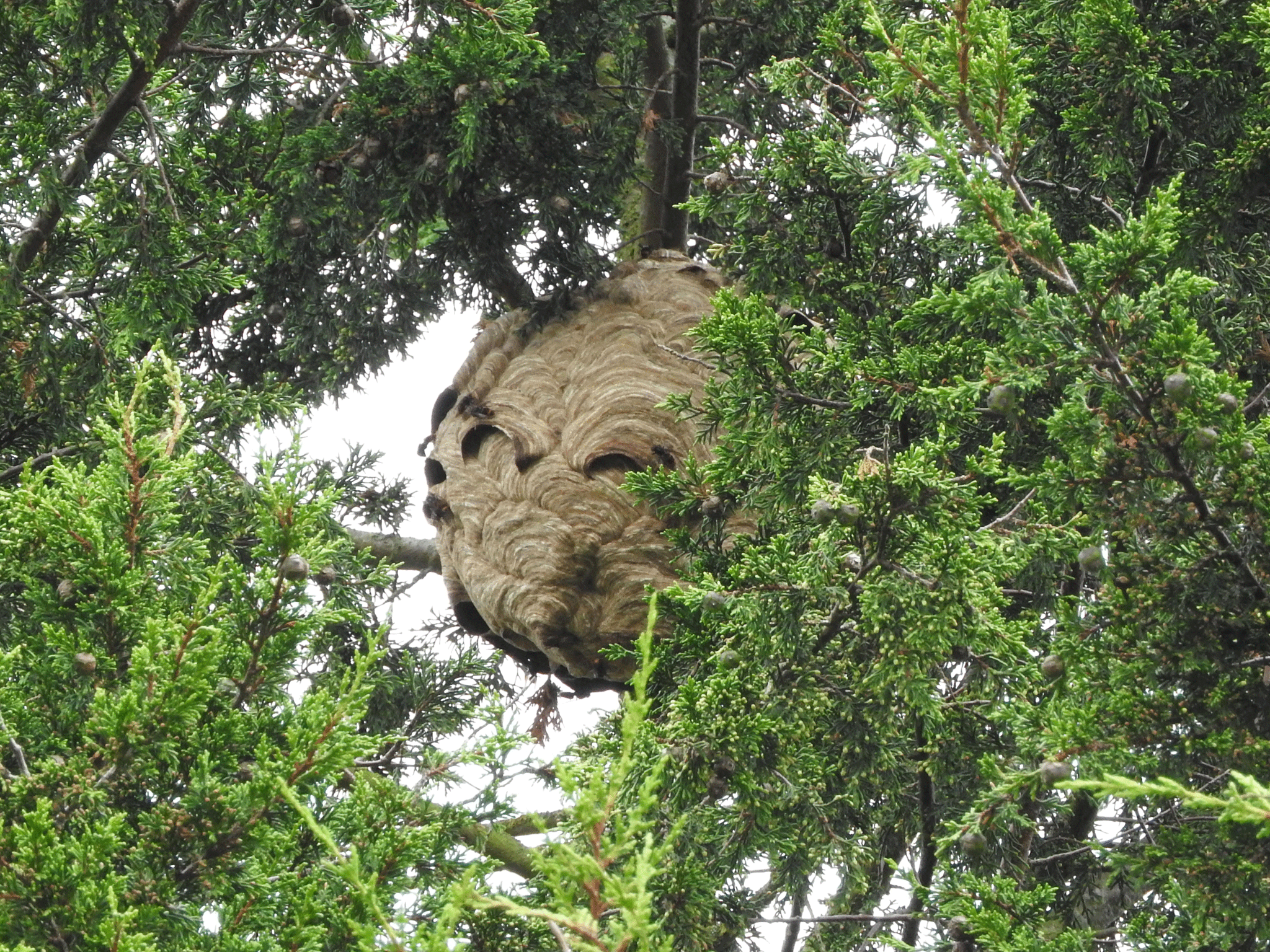 Asian hornet nest found at the top of a 55 foot tree