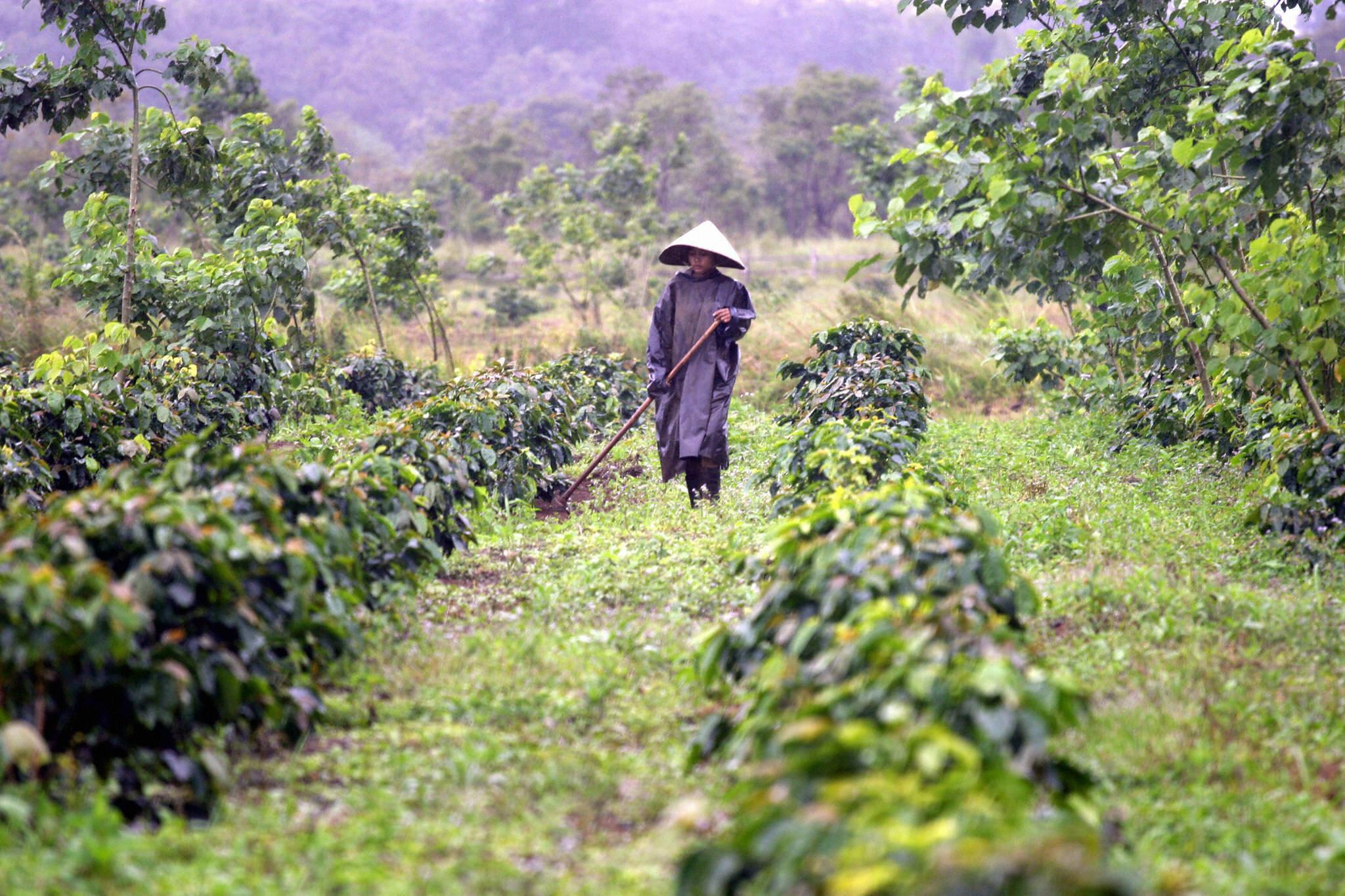 The Bolaven Plateau is a fertile coffee-growing region in southern Laos
