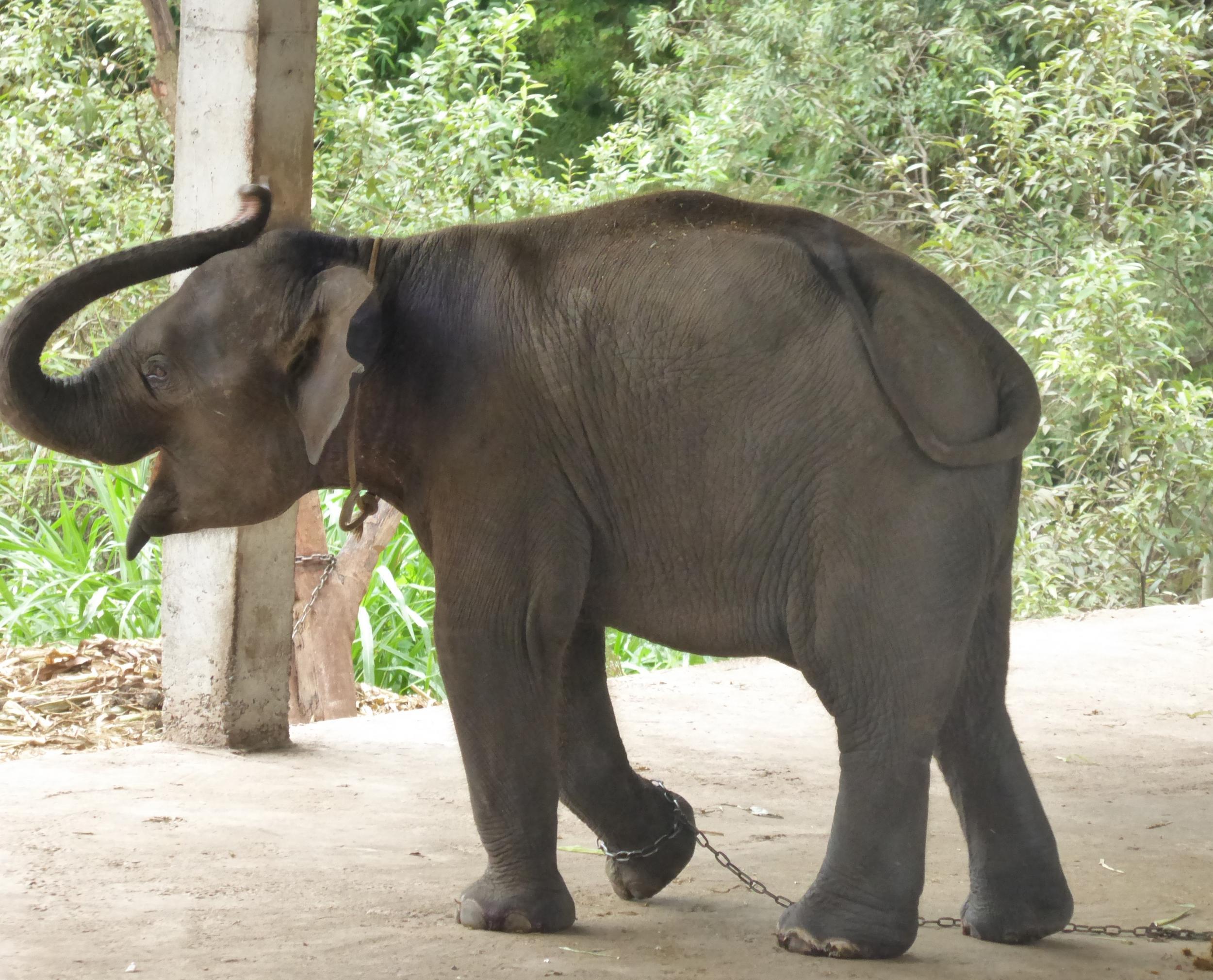 Captive elephant in Thailand