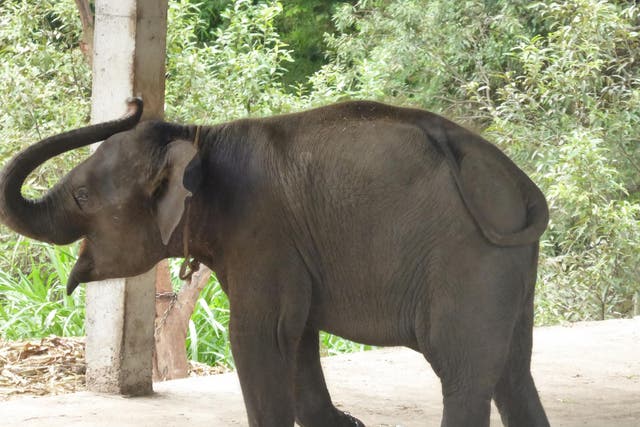 Captive elephant in Thailand