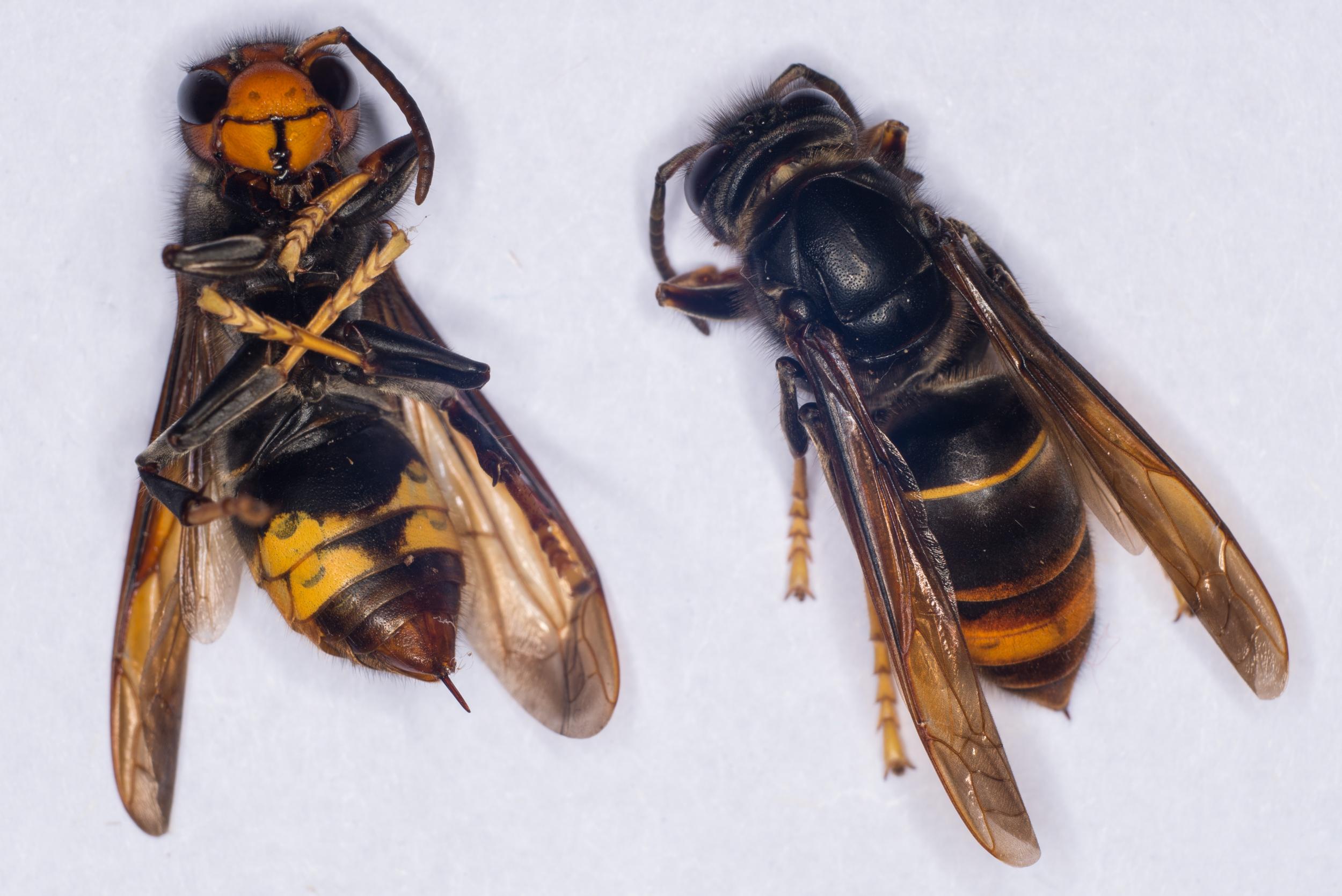 A female Asian Hornet (Vespa Velutina) with its sting on