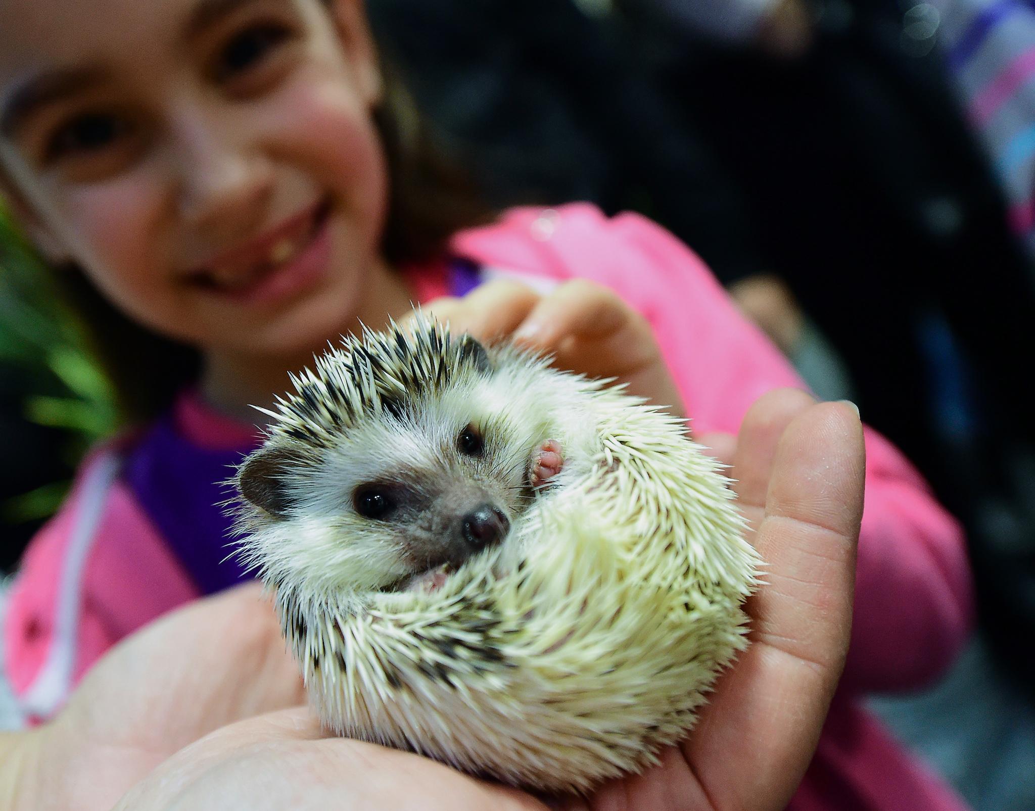 A girl holds a baby hedgehog in Lurdy House in Budapest on February 7, 2016, during a two-day international cat exhibition and fair in the Hungarian capital