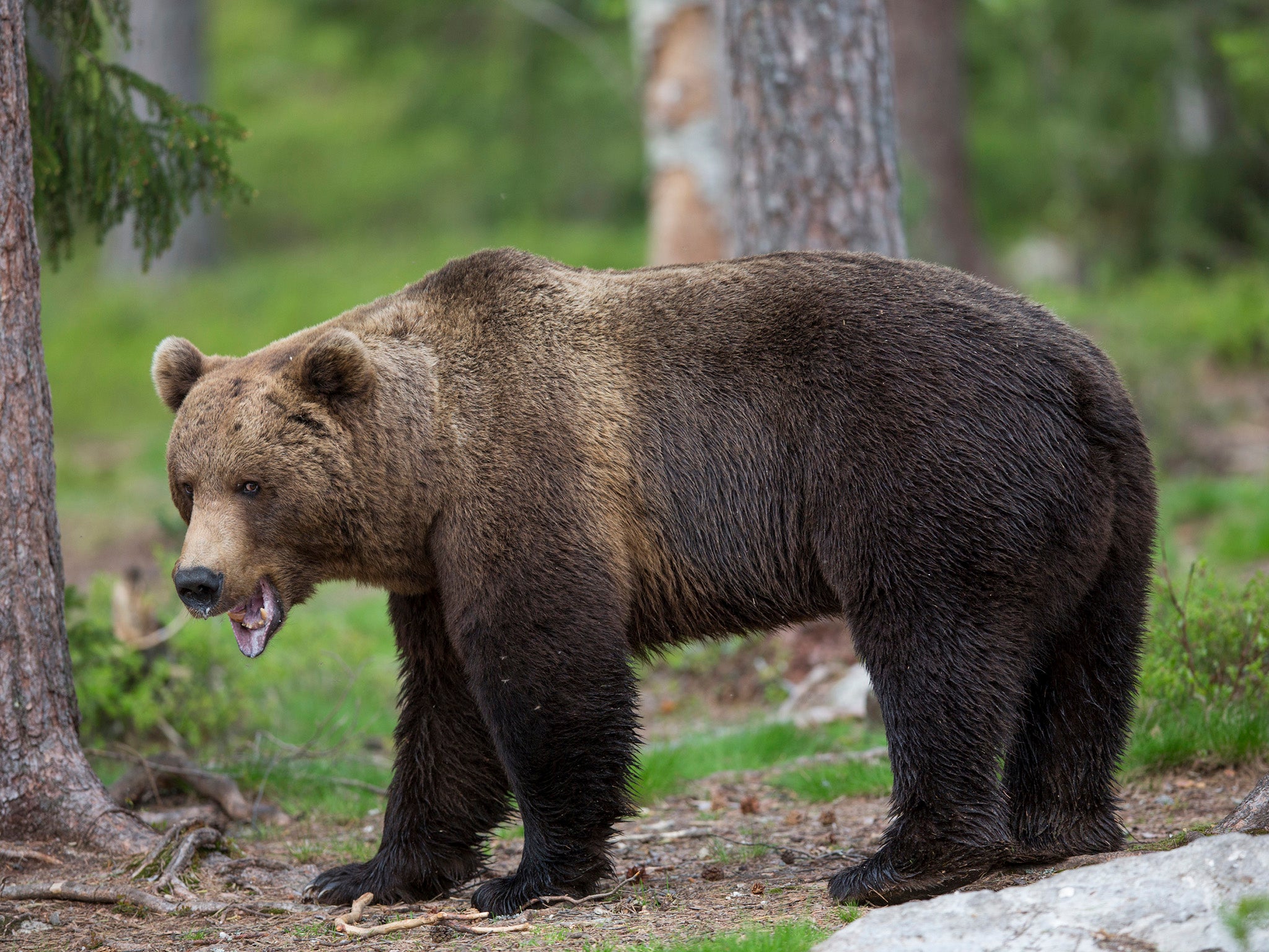 Imported brown bear released in Pyrenees leading to farmers protesting |  The Independent