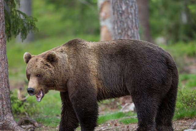 The brown bear appears to be dying out in the region