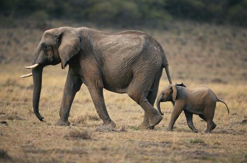 African elephant and calf walking, Masai Mara, Kenya