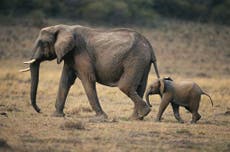 Ivory trade awash with tusks of freshly killed elephants, study shows