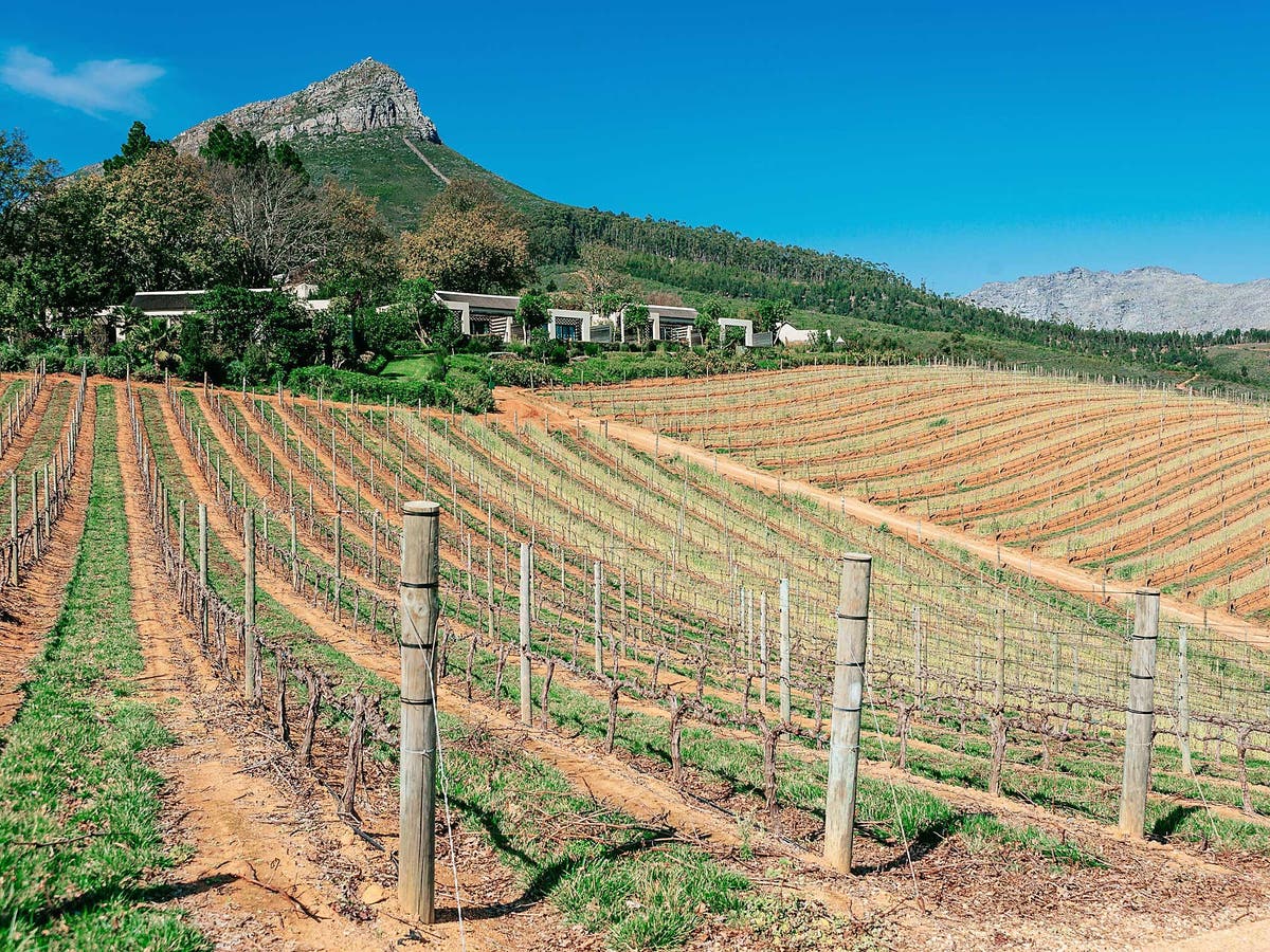 south african vineyard jpg?quality=75&width=1200&auto=webp.
