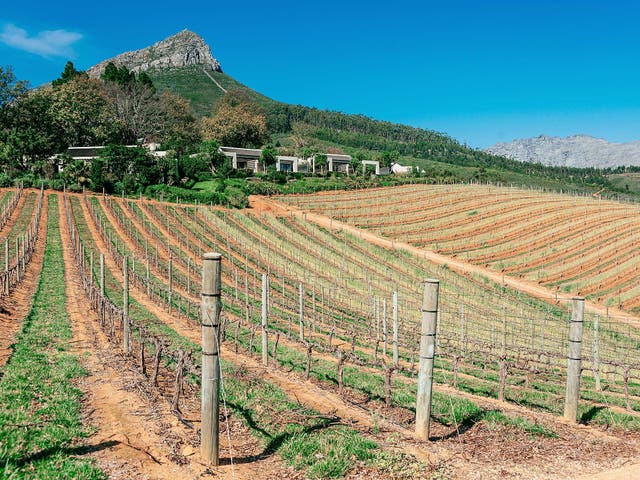Vineyards on the slopes of the Botmaskop mountain peak at the Delaire Graff Estate in Stellenbosch, South Africa
