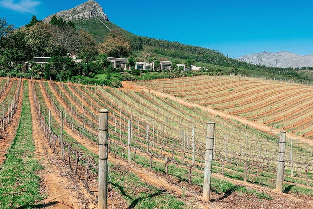 Vineyards on the slopes of the Botmaskop mountain peak at the Delaire Graff Estate in Stellenbosch, South Africa