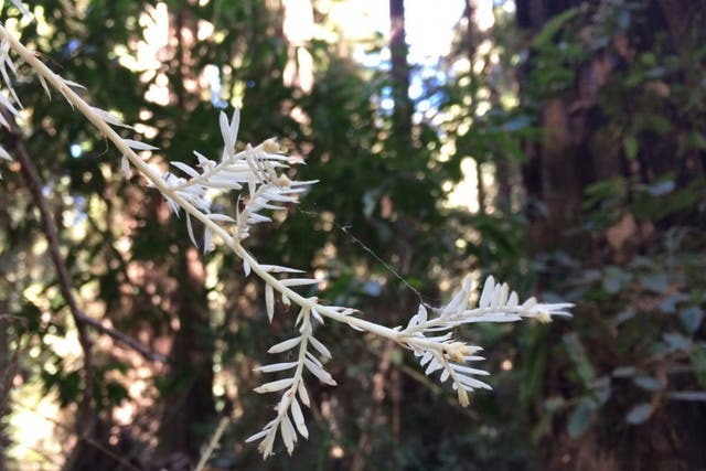 A branch of an albino redwood at Henry Cowell Redwoods State Park