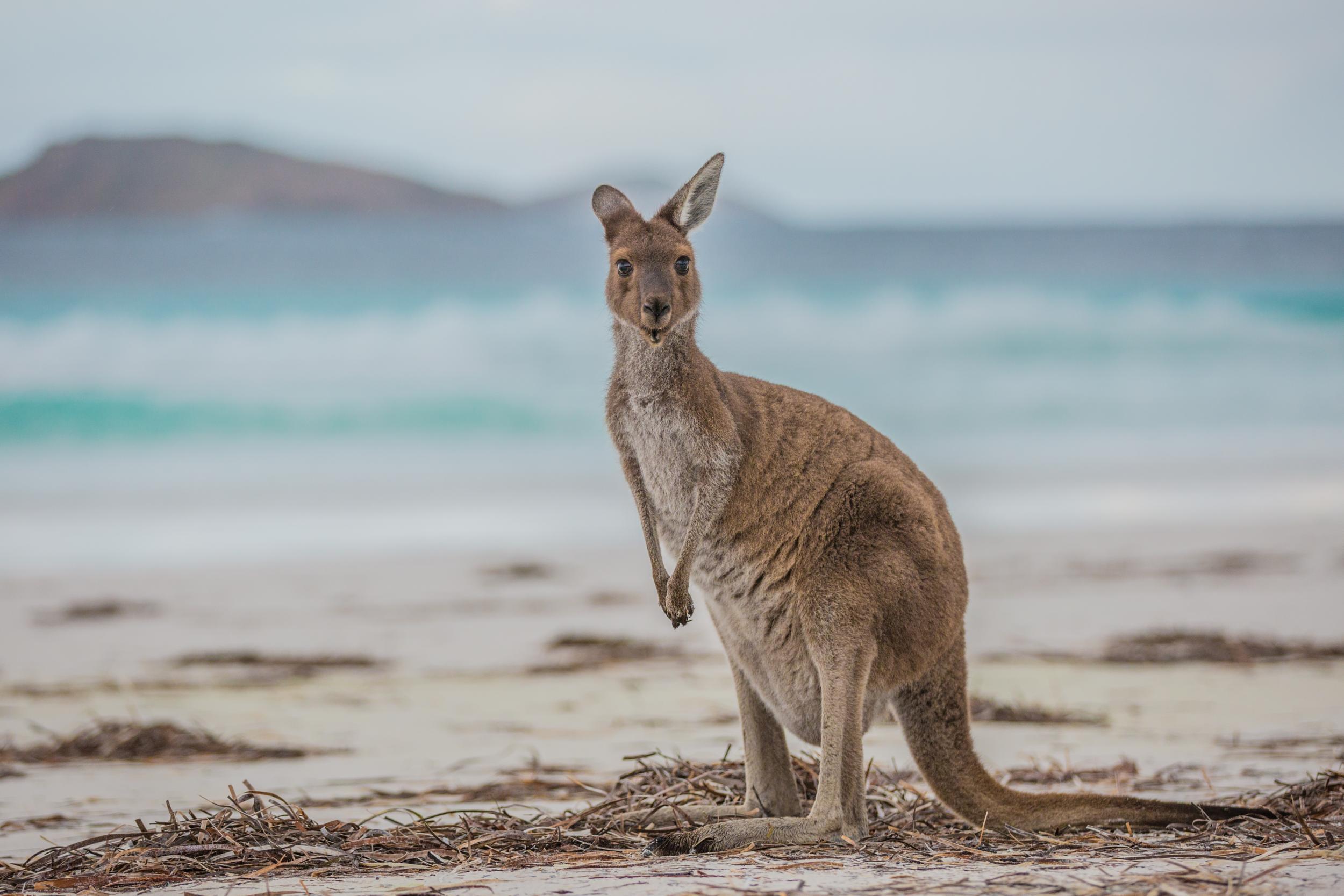 It’s not unusual to spot kangaroos on the beach at Lucky Bay