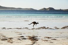 Australia road trip: kangaroos on the beach and splendid isolation on ‘the other Great Ocean Road’