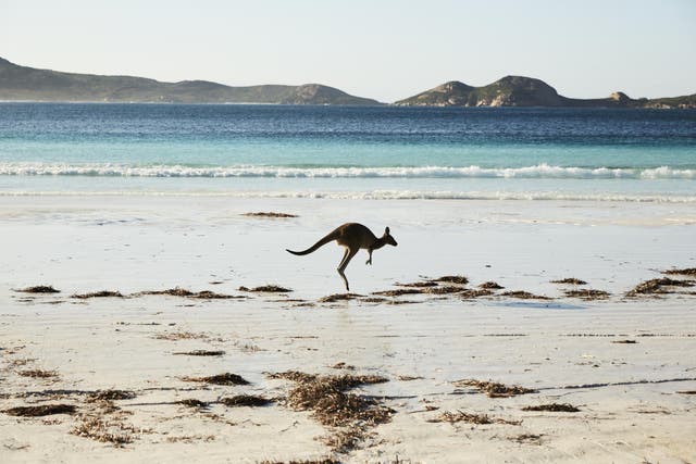 A kangaroo hits, or rather hops, the beach at Lucky Bay in Western Australia