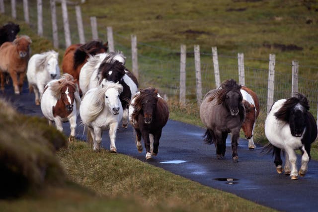 Shetland ponies are said to have lived on Foula Island since the Bronze Age