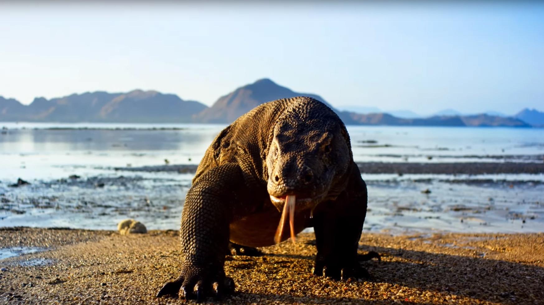 A hot from Planet Earth II (BBC)