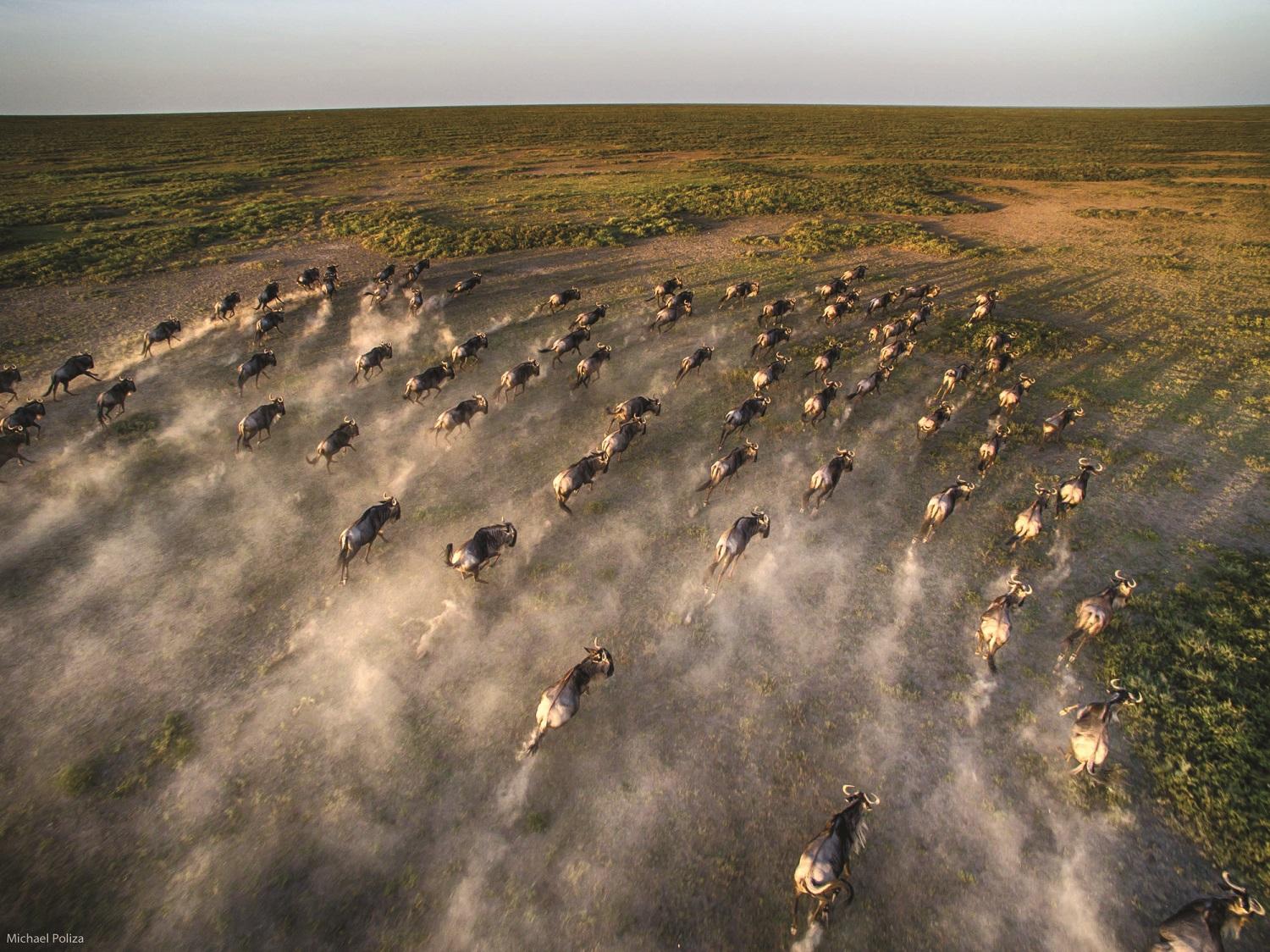 Watch the Great Migration from above