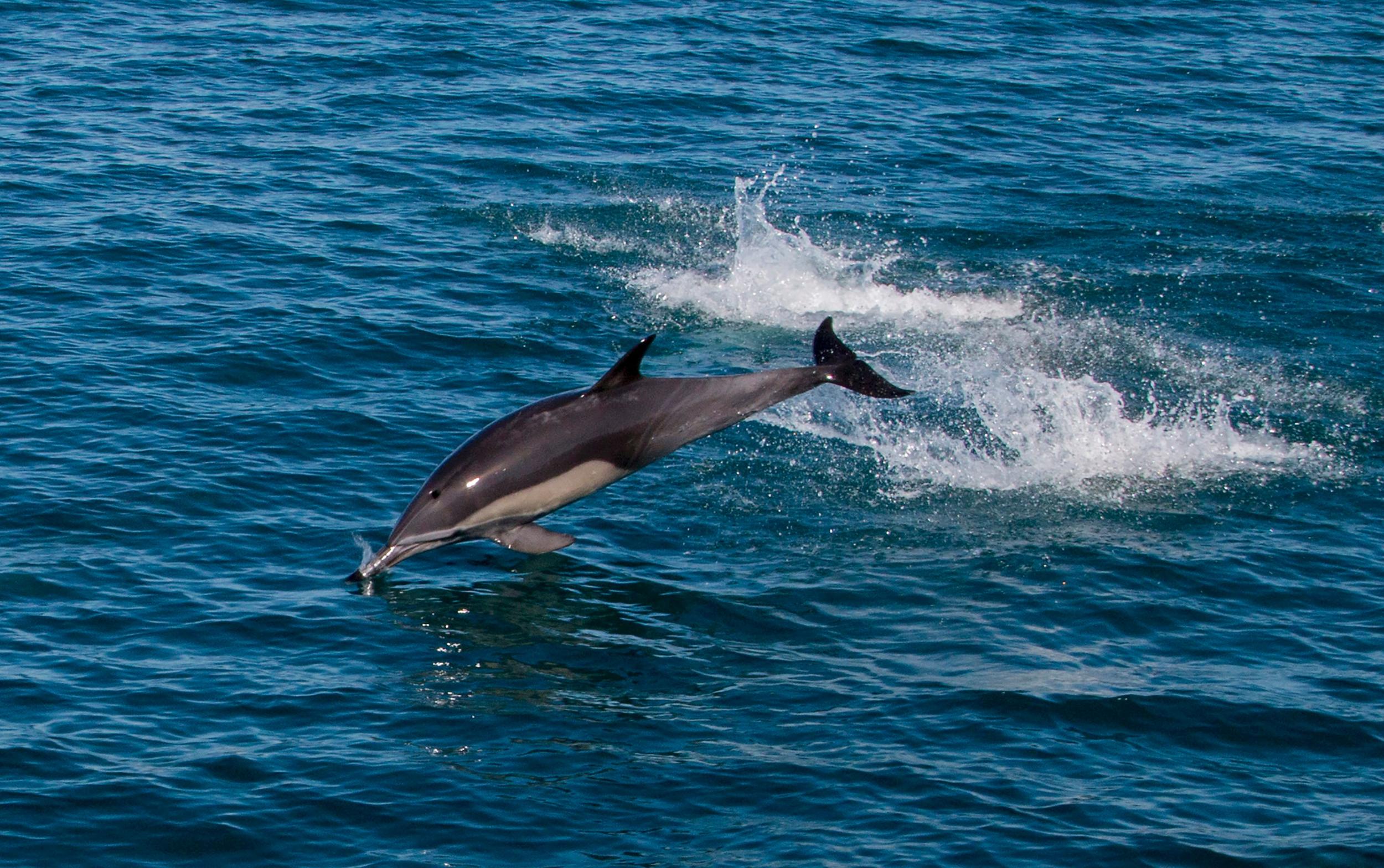 When it comes to dolphins, TripAdvisor's new policy is look but don't touch