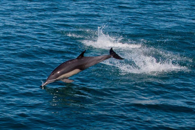 When it comes to dolphins, TripAdvisor's new policy is look but don't touch