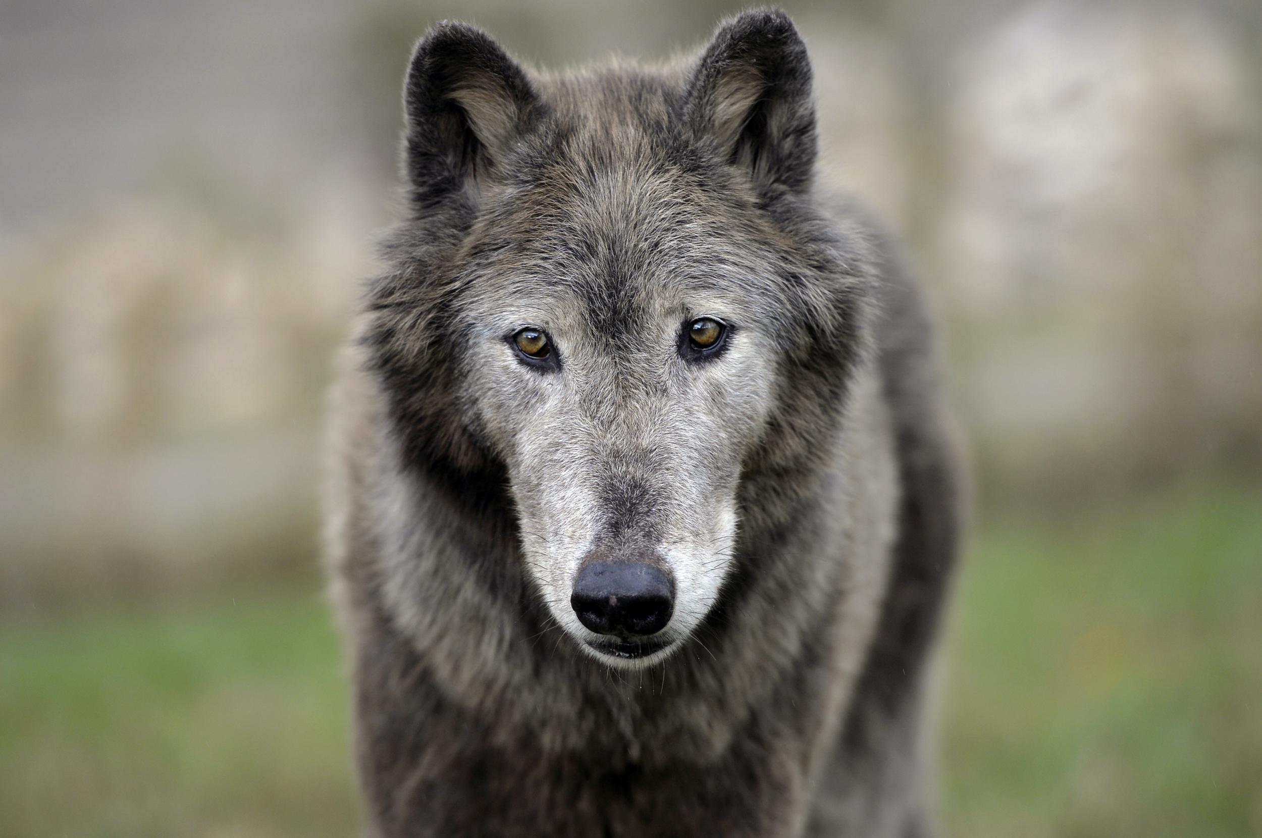 French Word For Female Wolf