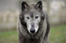 Tracking France’s most controversial animal: The wolf