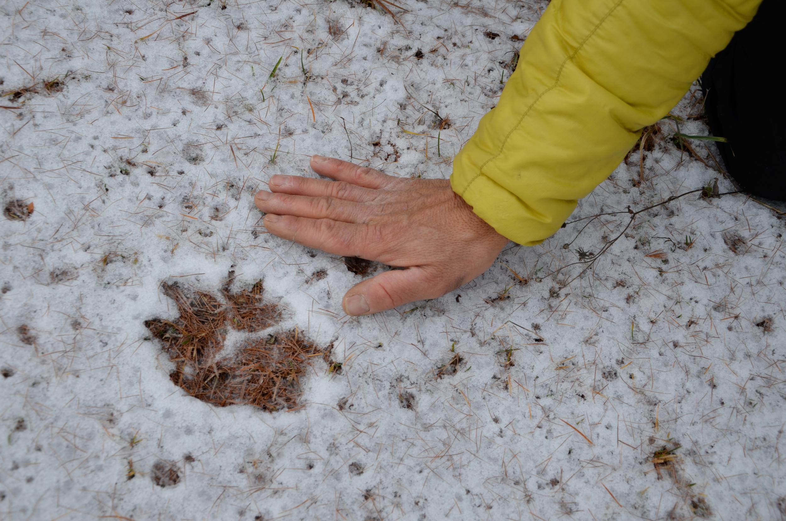 Wolf tracks form a straight neat line in the snow, whereas dog paw prints show up in pairs