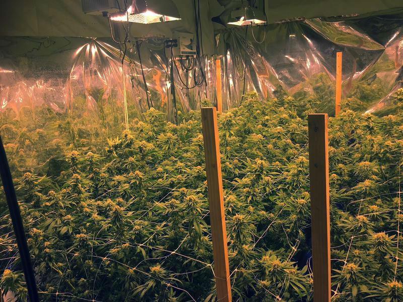 Cannabis cultivation