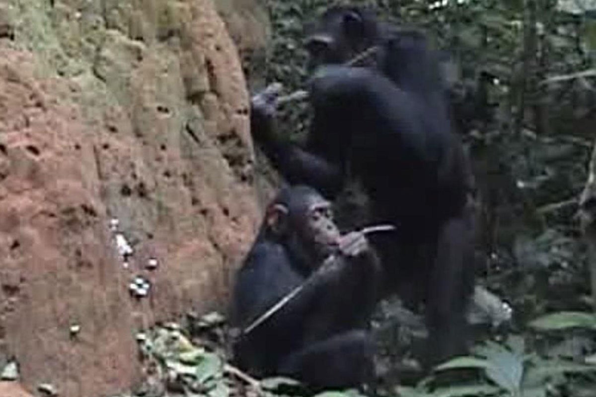 Wild chimps filmed teaching their children how to use tools for first ...