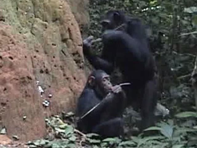 A chimp and her child fish for termites