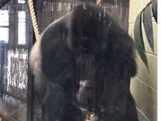 Gorilla escapes London Zoo enclosure: Primate sparks emergency after break out