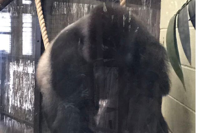 A gorilla sparked a major emergency at London Zoo after breaking out of its enclosure
