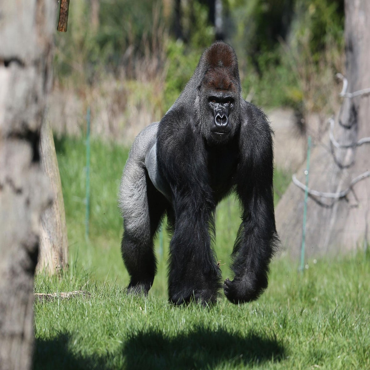 Silverback Gorilla London Zoo