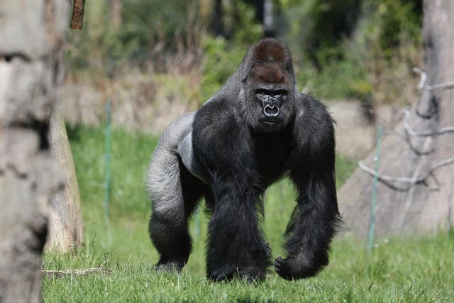 London Zoo's male silverback gorilla Kumbuka 'made an opportunistic escape' into a staff corridor where he drank five litres of squash, the zoo said