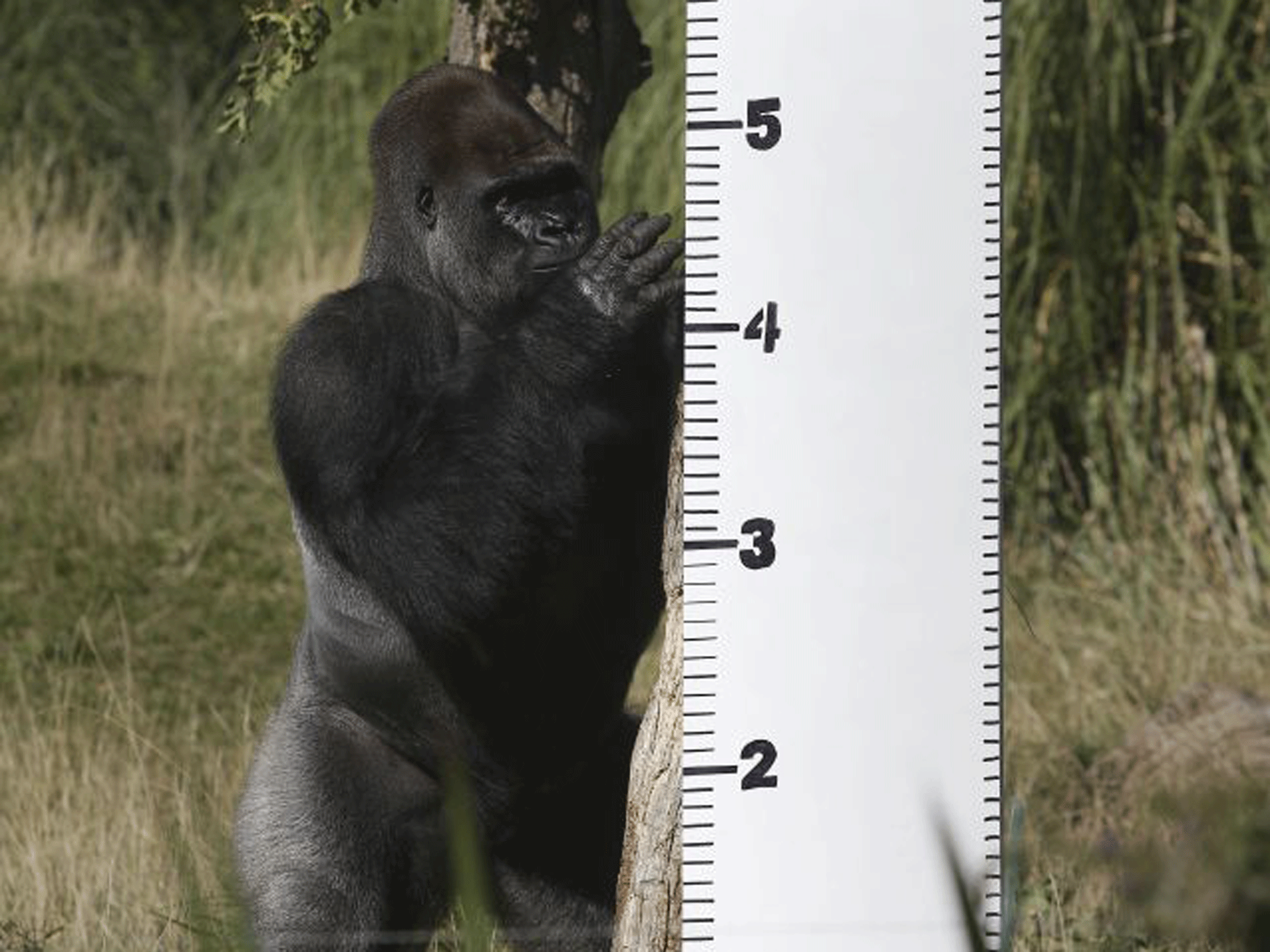 Western lowland gorilla Kumbuka escaped from his enclosure in London Zoo