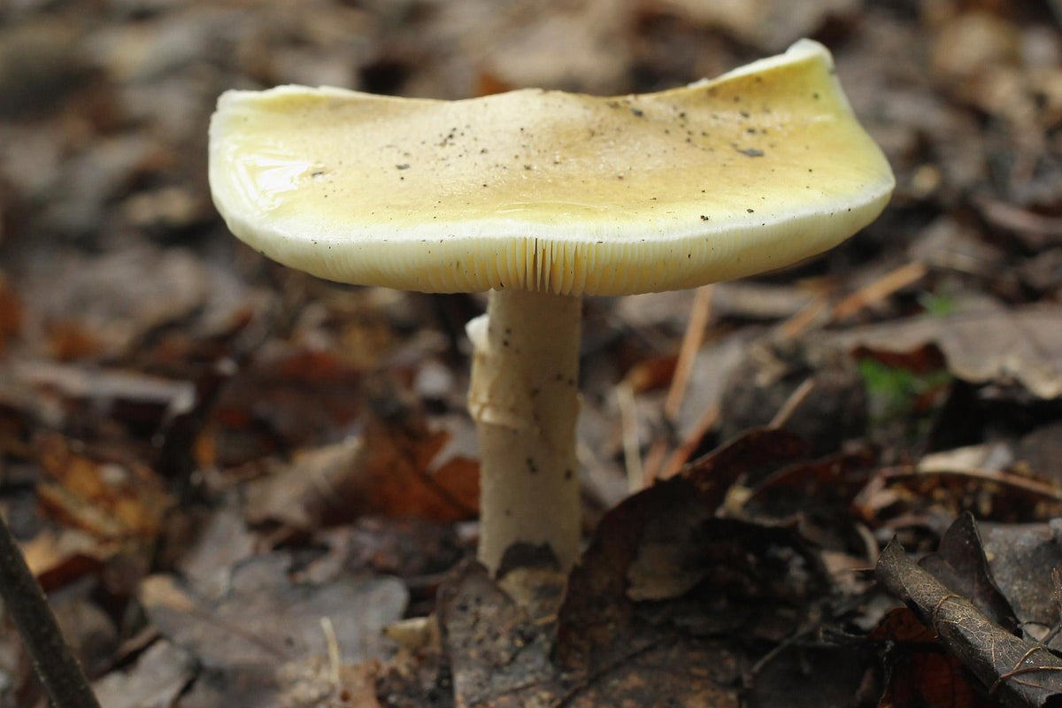 Erin Patterson murder trial told dangerous death cap mushroom sighted near her home