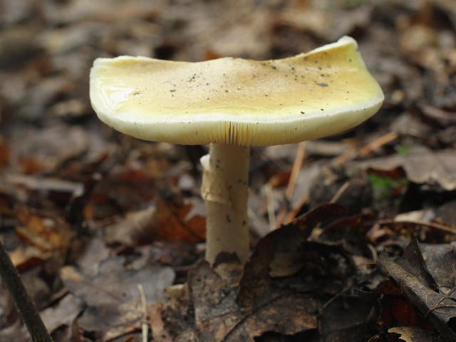 <p>The Death Cap mushroom kills 90 per cent of people who eat it</p>