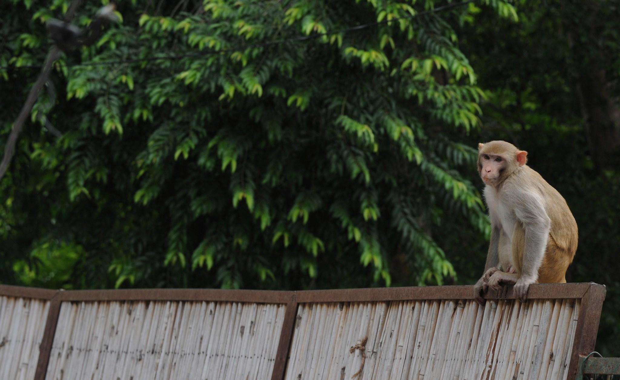 A monkey sits on a fence in the backyard of a home in New Delhi