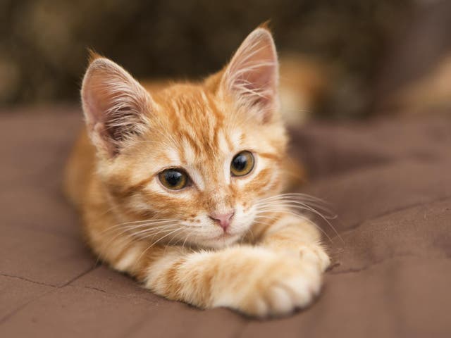 Peta says local cat rescue centres are reaching ‘crisis point’