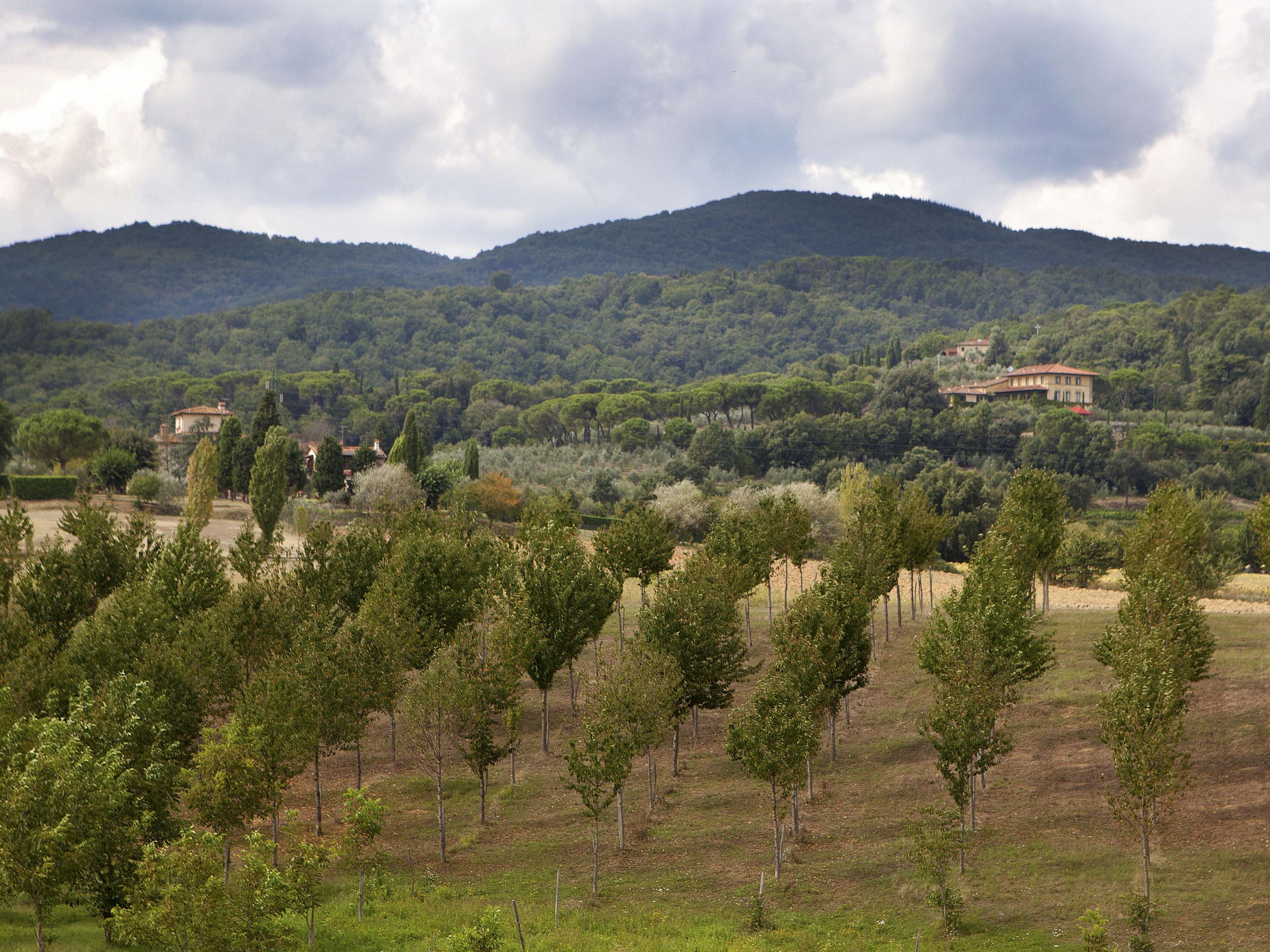 Il Palagio, Sting’s wine estate in Tuscany (Rex)