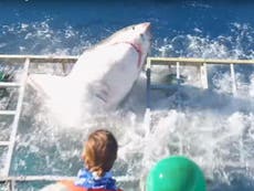 Great white shark thrashes into cage with diver inside