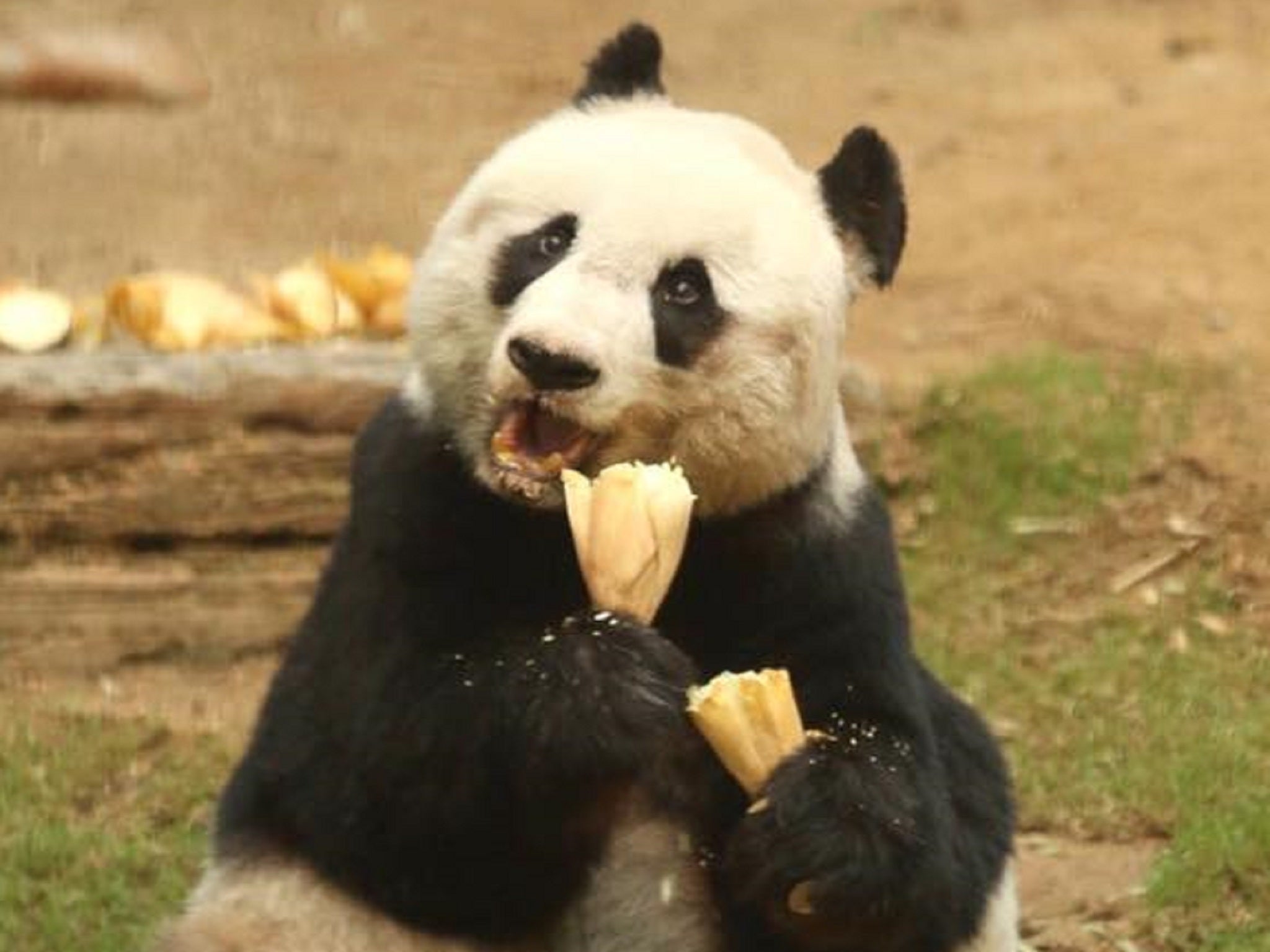 Jia Jia defied the average life expectancy for wild giant pandas, which is somewhere below 20 years' old