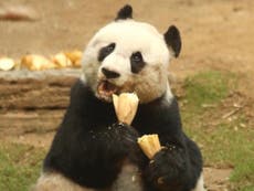 World's oldest giant panda Jia Jia, aged 38, dies