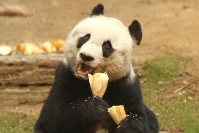 Jia Jia, the world oldest panda, died in October aged 38 - seven years older than Pan Pan